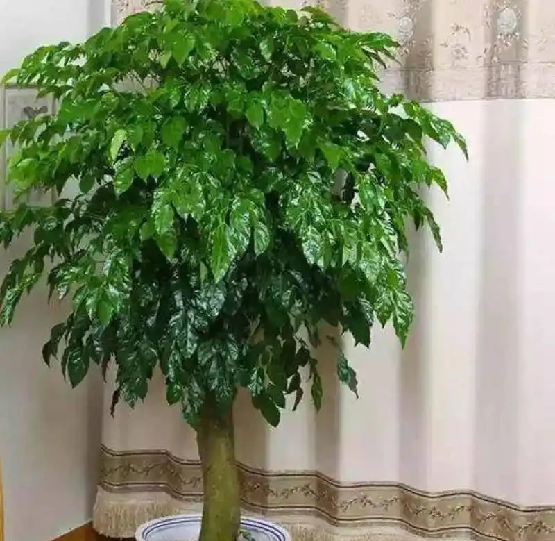 幸福樹澆水有講究，多久澆一次才合適？