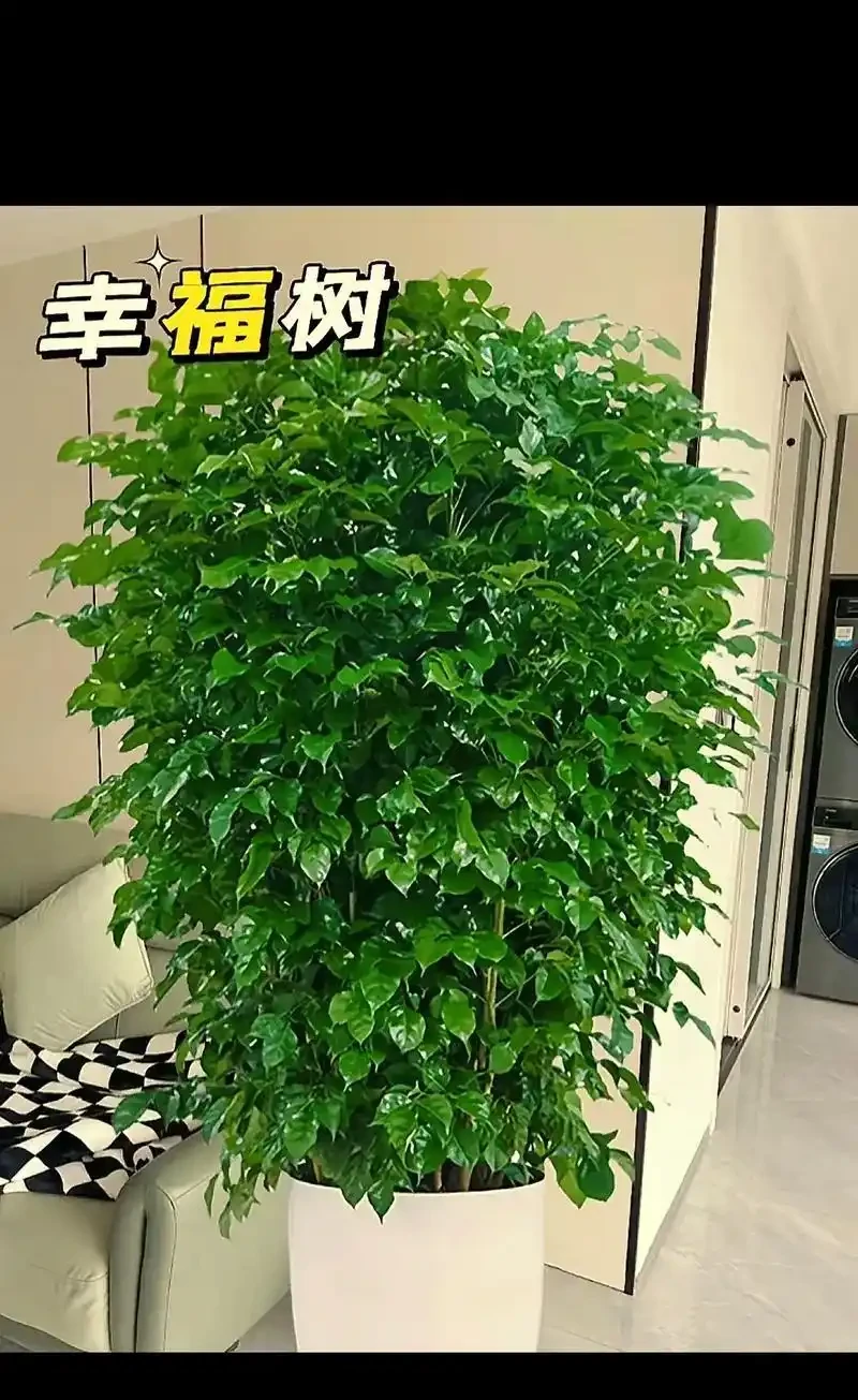 幸福樹澆水有講究，多久澆一次才合適？