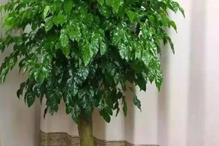 幸福樹澆水有講究，多久澆一次才合適？