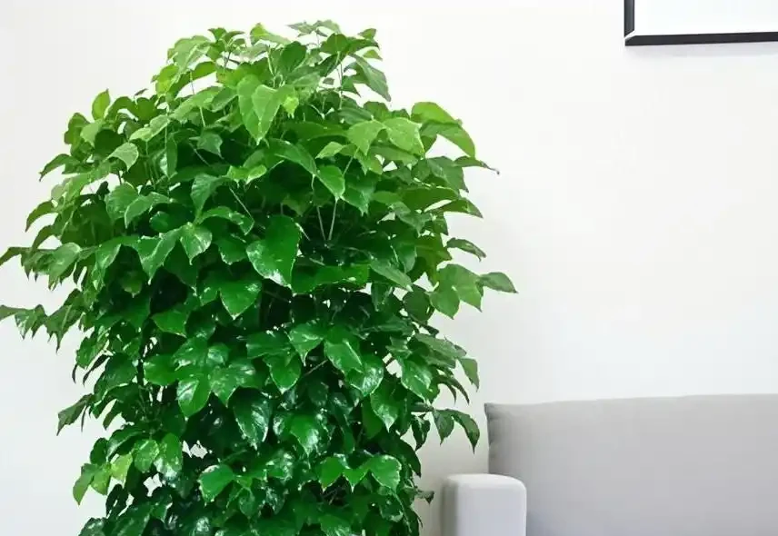 幸福樹澆水有講究!多久澆一次才合適?秘籍馬上揭曉!