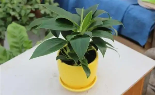 金鑽種植條件要求有哪些?金鑽怎麼養護能滿盆