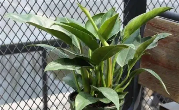 金鑽種植條件要求有哪些?金鑽怎麼養護能滿盆
