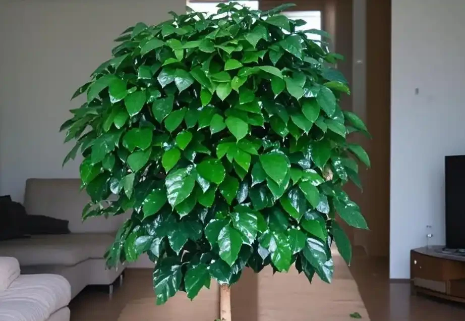 幸福樹澆水有講究!多久澆一次才合適?秘籍馬上揭曉!