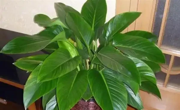 金鑽種植條件要求有哪些?金鑽怎麼養護能滿盆