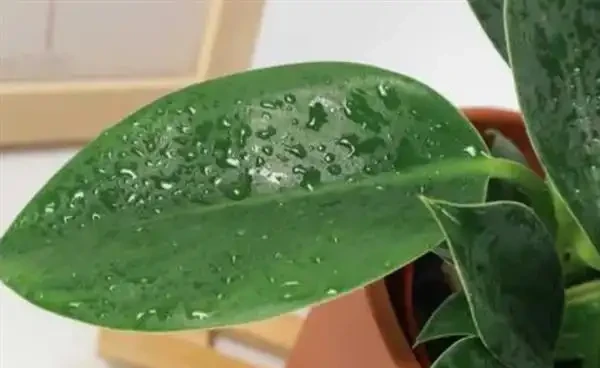 金鑽種植條件要求有哪些?金鑽怎麼養護能滿盆