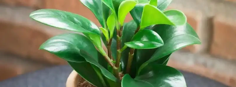 金鑽種植條件要求有哪些?金鑽怎麼養護能滿盆