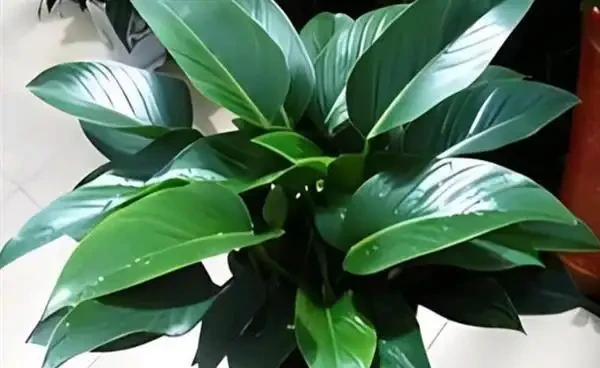 金鑽種植條件要求有哪些?金鑽怎麼養護能滿盆