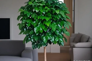 幸福樹澆水有講究！多久澆一次才合適？秘籍馬上揭曉！