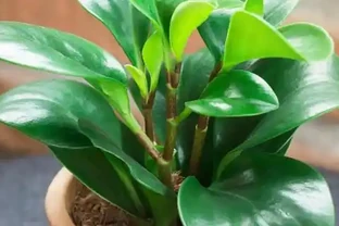金鑽種植條件要求有哪些？金鑽怎麼養護能滿盆
