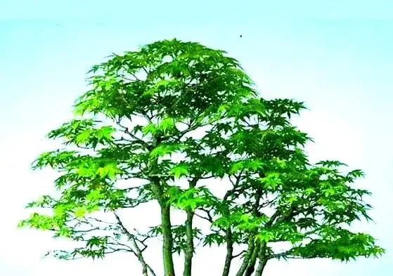 楓樹葉片枯萎的全面應對策略
