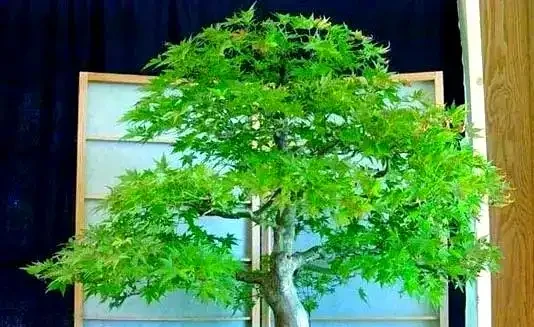 楓樹葉片枯萎的全面應對策略
