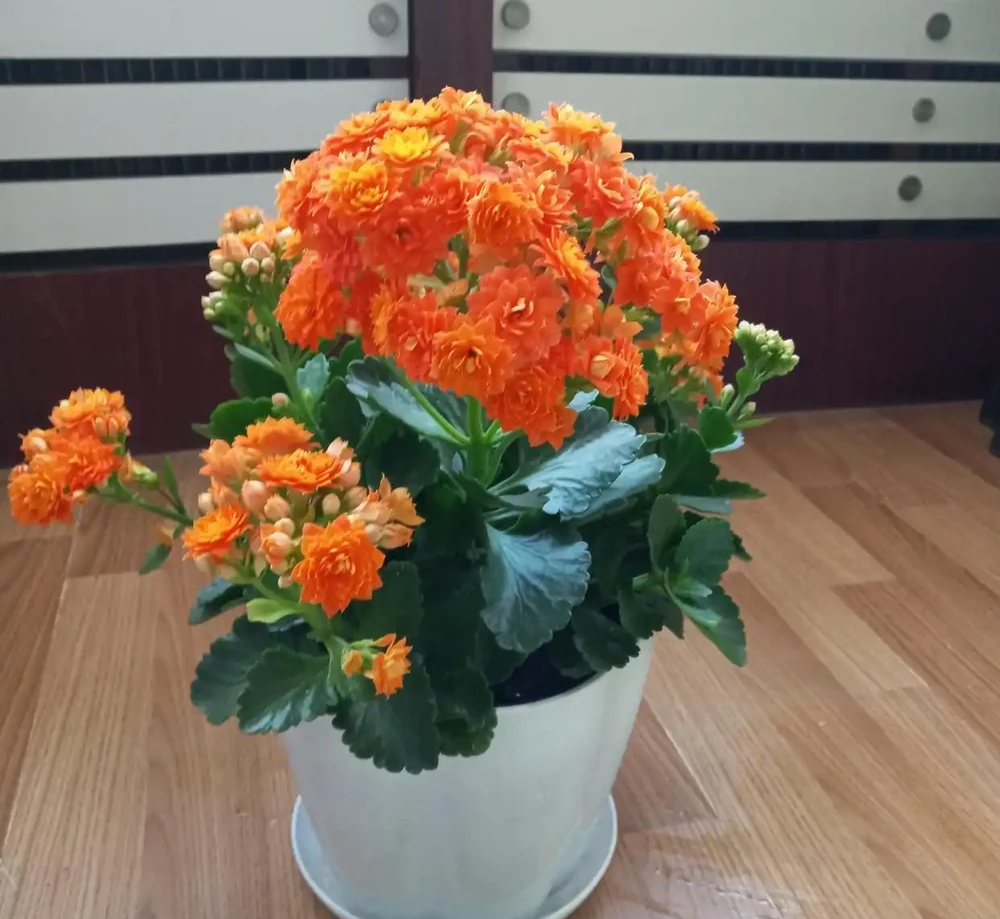 客廳有空地，建議首選這10大吉祥花，高檔又好養，旺財又旺家