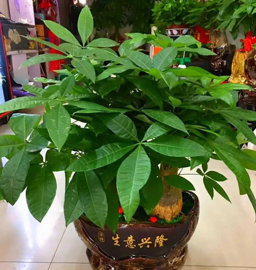 客廳有空地，建議首選這10大吉祥花，高檔又好養，旺財又旺家