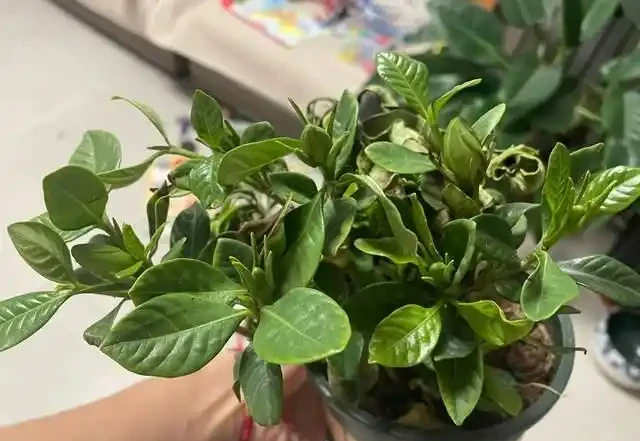 7種花就是「大酒鬼」,喝酒就瘋長,定期補一補,花朵比葉子還多