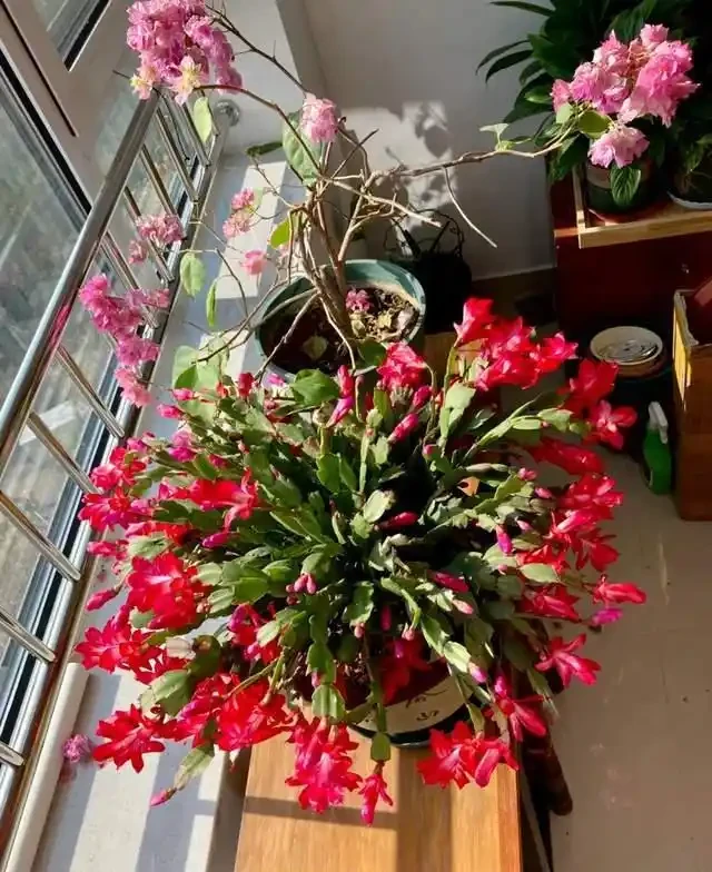 7種花就是「大酒鬼」,喝酒就瘋長,定期補一補,花朵比葉子還多