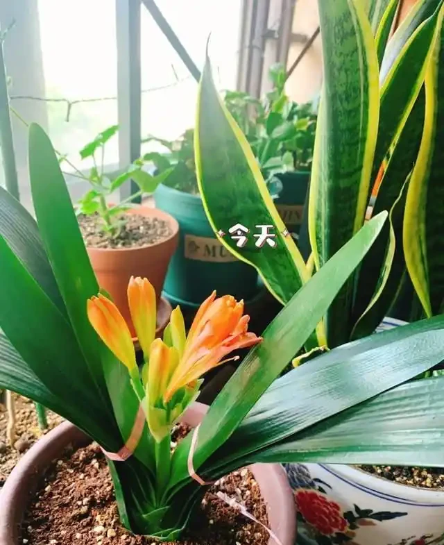 7種花就是「大酒鬼」,喝酒就瘋長,定期補一補,花朵比葉子還多