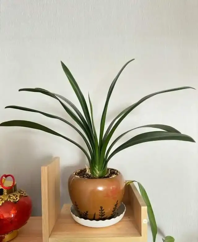 7種花就是「大酒鬼」,喝酒就瘋長,定期補一補,花朵比葉子還多