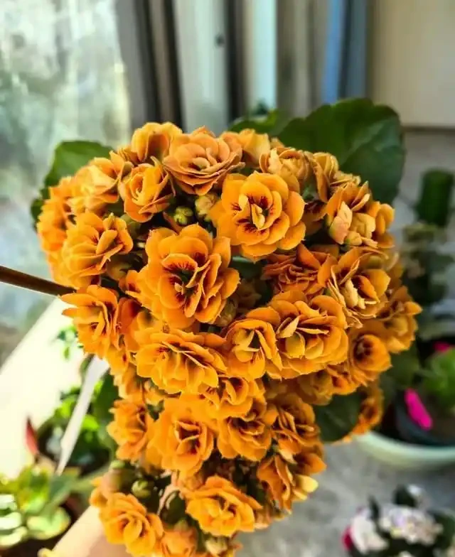 7種花就是「大酒鬼」,喝酒就瘋長,定期補一補,花朵比葉子還多