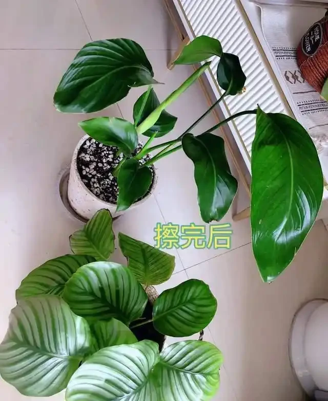 7種花就是「大酒鬼」,喝酒就瘋長,定期補一補,花朵比葉子還多