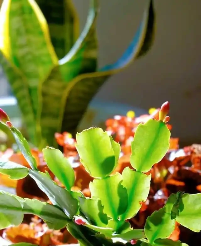 7種花就是「大酒鬼」,喝酒就瘋長,定期補一補,花朵比葉子還多
