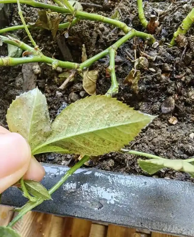7種花就是「大酒鬼」,喝酒就瘋長,定期補一補,花朵比葉子還多