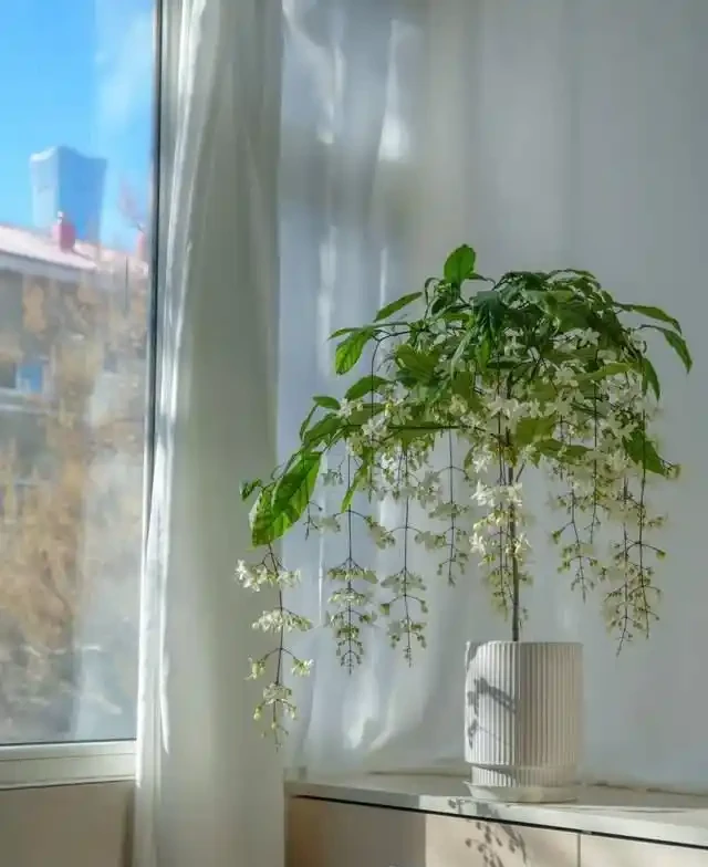 7種花就是「大酒鬼」,喝酒就瘋長,定期補一補,花朵比葉子還多