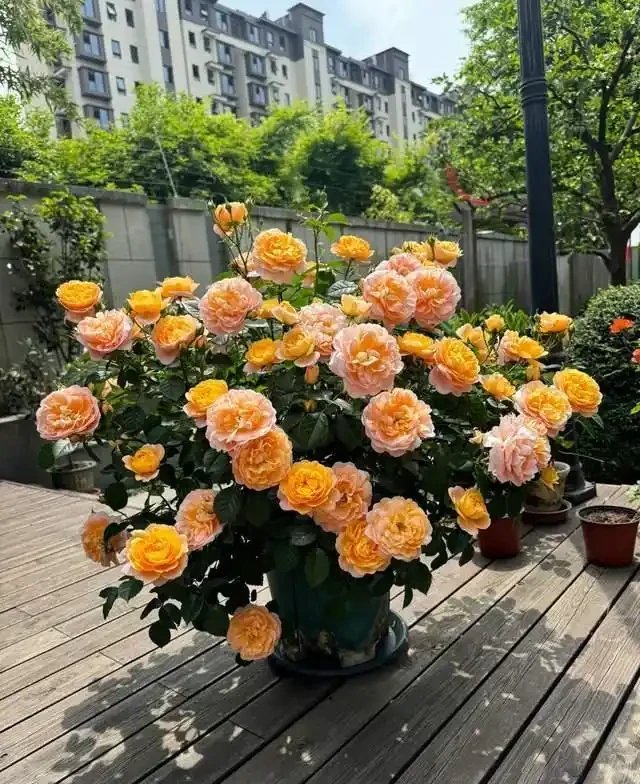 7種花就是「大酒鬼」,喝酒就瘋長,定期補一補,花朵比葉子還多