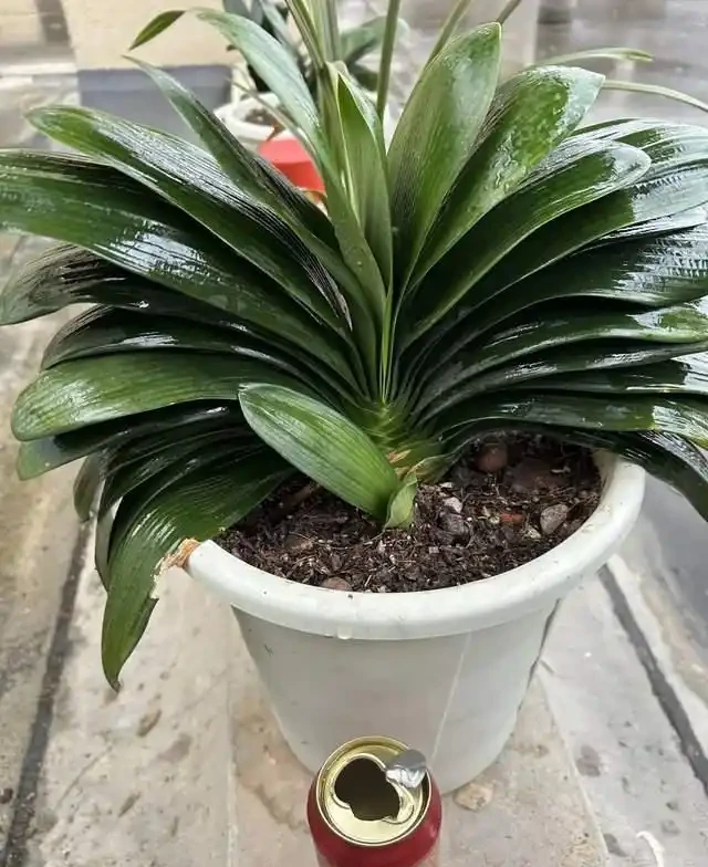 7種花就是「大酒鬼」,喝酒就瘋長,定期補一補,花朵比葉子還多