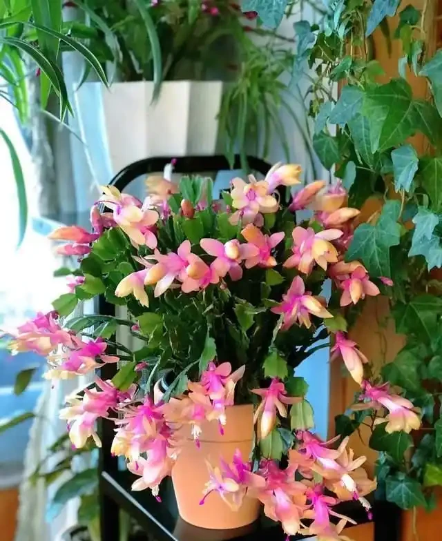 7種花就是「大酒鬼」,喝酒就瘋長,定期補一補,花朵比葉子還多