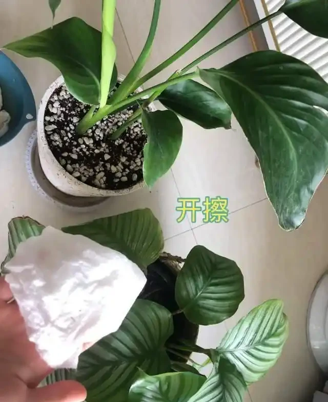 7種花就是「大酒鬼」,喝酒就瘋長,定期補一補,花朵比葉子還多