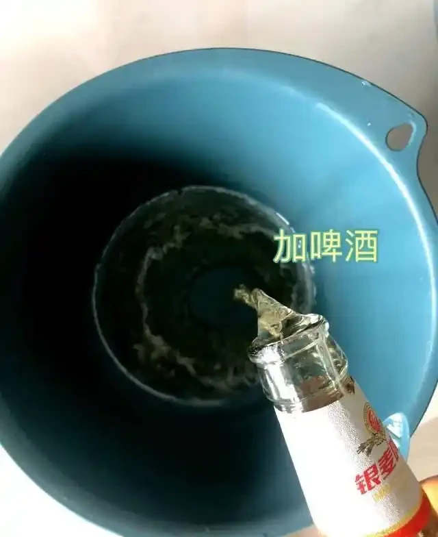7種花就是「大酒鬼」,喝酒就瘋長,定期補一補,花朵比葉子還多