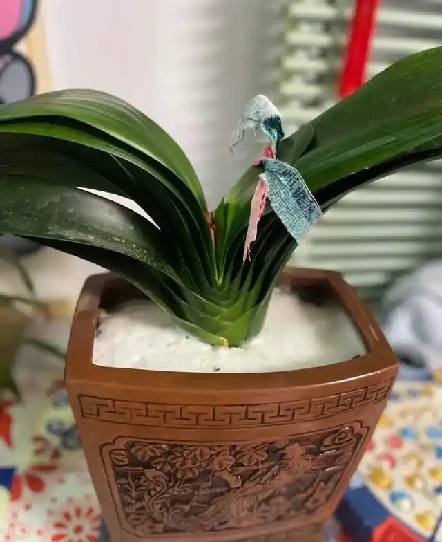 7種花就是「大酒鬼」,喝酒就瘋長,定期補一補,花朵比葉子還多