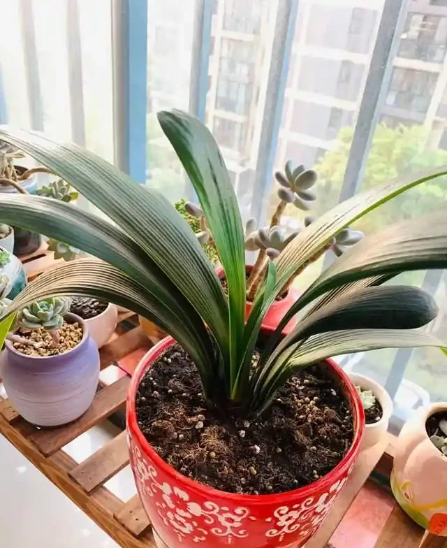 7種花就是「大酒鬼」,喝酒就瘋長,定期補一補,花朵比葉子還多