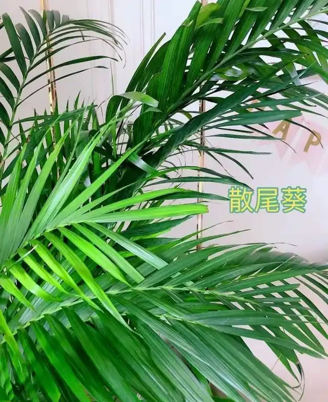 7種花就是「大酒鬼」,喝酒就瘋長,定期補一補,花朵比葉子還多