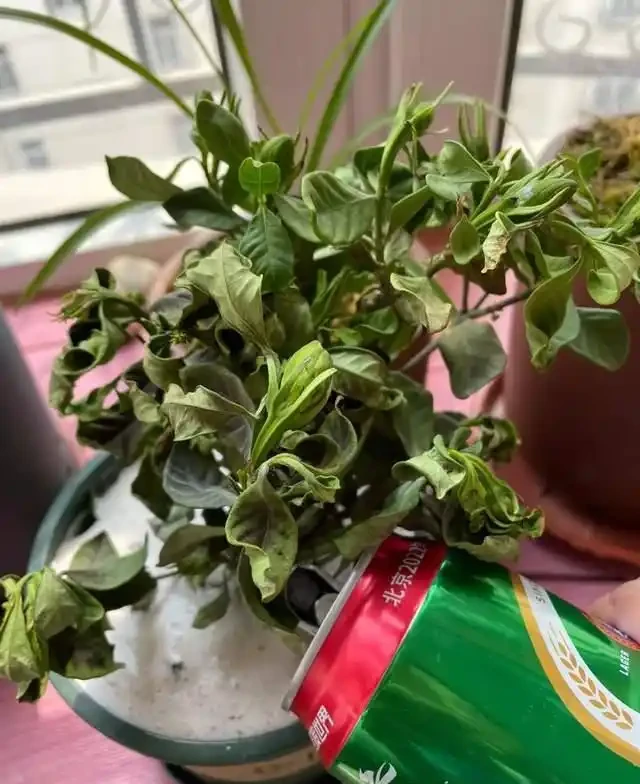 7種花就是「大酒鬼」,喝酒就瘋長,定期補一補,花朵比葉子還多