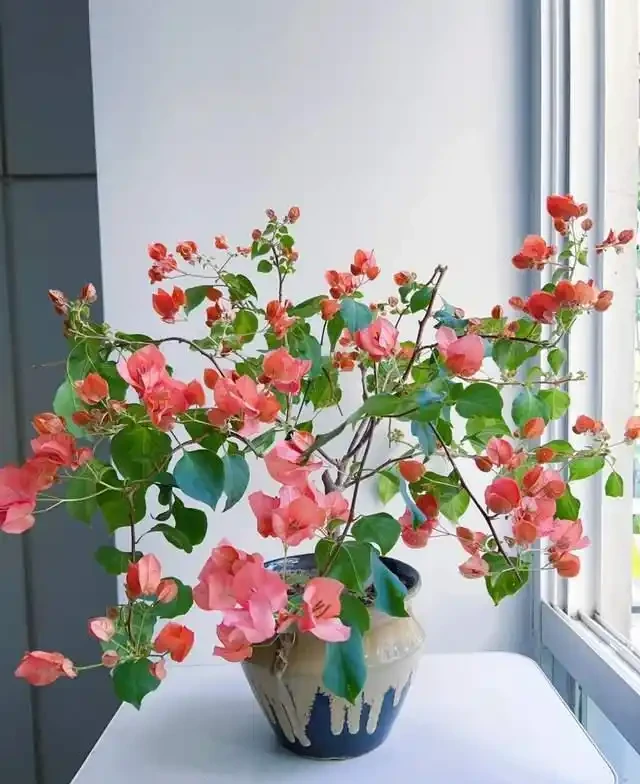 7種花就是「大酒鬼」,喝酒就瘋長,定期補一補,花朵比葉子還多