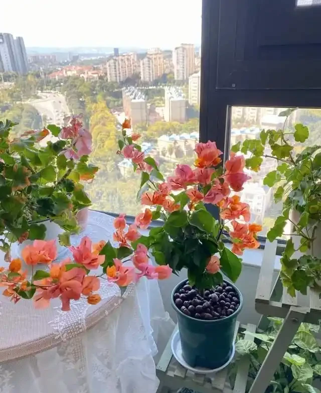 7種花就是「大酒鬼」,喝酒就瘋長,定期補一補,花朵比葉子還多