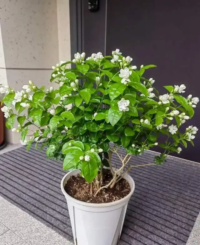 7種花就是「大酒鬼」,喝酒就瘋長,定期補一補,花朵比葉子還多
