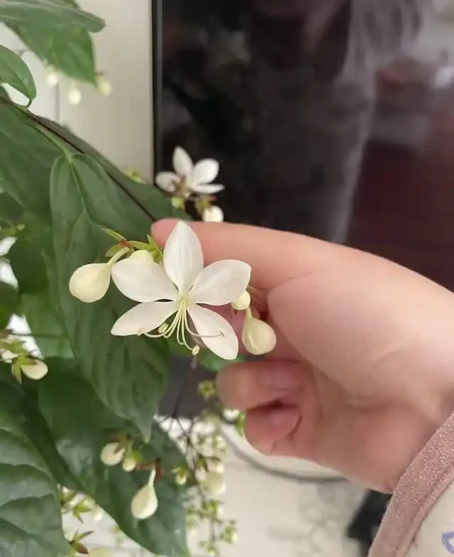 7種花就是「大酒鬼」,喝酒就瘋長,定期補一補,花朵比葉子還多