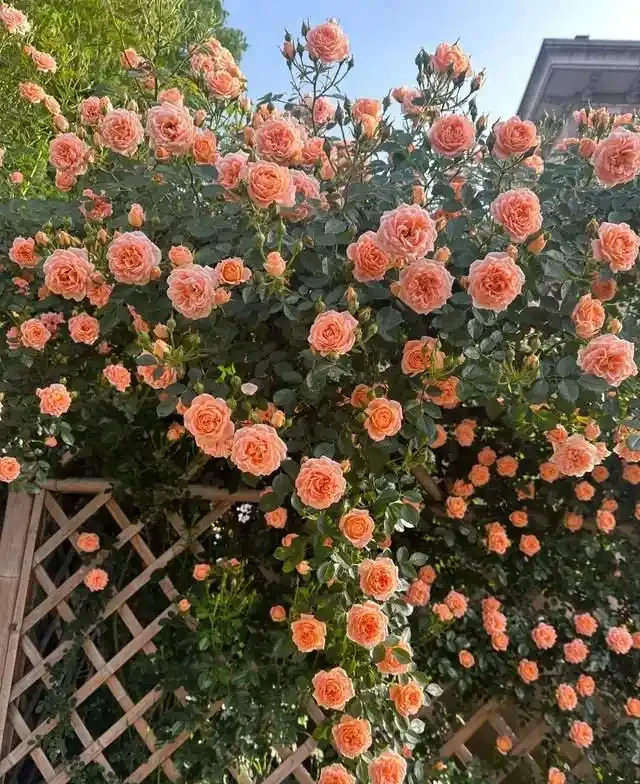 7種花就是「大酒鬼」,喝酒就瘋長,定期補一補,花朵比葉子還多