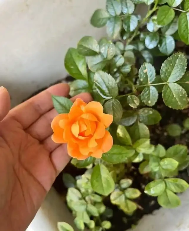 7種花就是「大酒鬼」,喝酒就瘋長,定期補一補,花朵比葉子還多