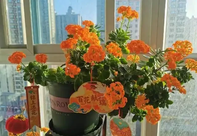 7種花就是「大酒鬼」,喝酒就瘋長,定期補一補,花朵比葉子還多
