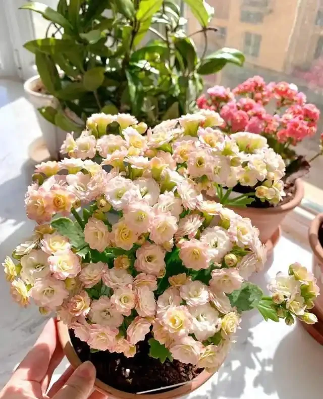 7種花就是「大酒鬼」,喝酒就瘋長,定期補一補,花朵比葉子還多