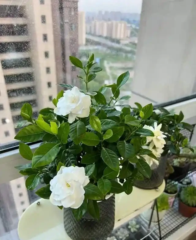 7種花就是「大酒鬼」,喝酒就瘋長,定期補一補,花朵比葉子還多
