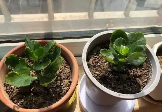 7種花就是「大酒鬼」,喝酒就瘋長,定期補一補,花朵比葉子還多