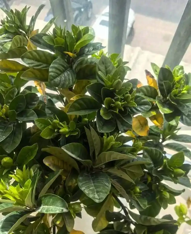 7種花就是「大酒鬼」,喝酒就瘋長,定期補一補,花朵比葉子還多