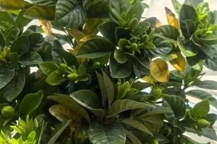 7種花就是「大酒鬼」，喝酒就瘋長，定期補一補，花朵比葉子還多