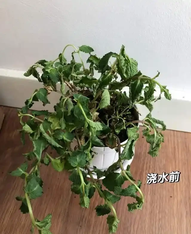 這7種花就是「大水缸」,2天不澆水,立馬秒變「枯萎怪」!