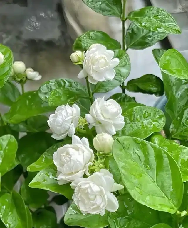 這7種花就是「大水缸」,2天不澆水,立馬秒變「枯萎怪」!