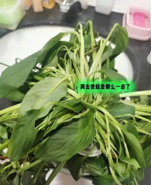這7種花就是「大水缸」,2天不澆水,立馬秒變「枯萎怪」!